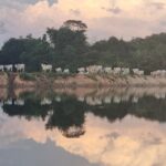 Raphael Imóveis Premium Rural Fazendas, Chacaras, Condominio luxo alto padrão Sinop, Campo Grande, Nortão, corretor de seguros, cote seguro