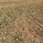 Raphael Imóveis Premium Ruralm Fazendas, Chacaras, Condominio luxo alto padrão Sinop, Campo Grande, Nortão, corretor de seguros, cote seguro (10)