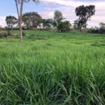 Raphael Imóveis Premium Ruralm Fazendas, Chacaras, Condominio luxo alto padrão Sinop, Campo Grande, Nortão, corretor de seguros, cote seguro