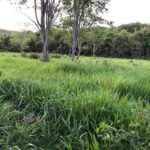Raphael Imóveis Premium Ruralm Fazendas, Chacaras, Condominio luxo alto padrão Sinop, Campo Grande, Nortão, corretor de seguros, cote seguro